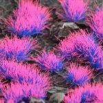 Alien Neon tuft